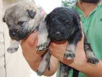 cuccioli di parayore italiano